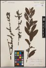Foto von Salix cinerea L. x Salix nigricans Sm.